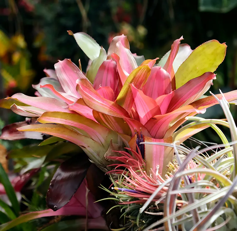 Sekisui Pineapple and Sphagnum Moss