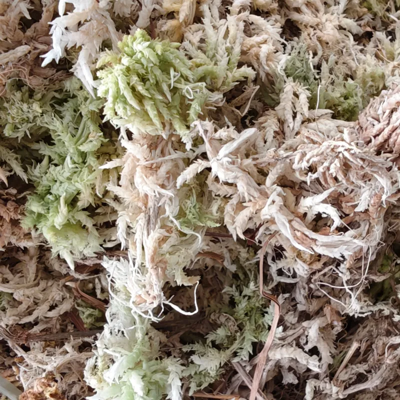 Compressed AAA Sphagnum Moss
