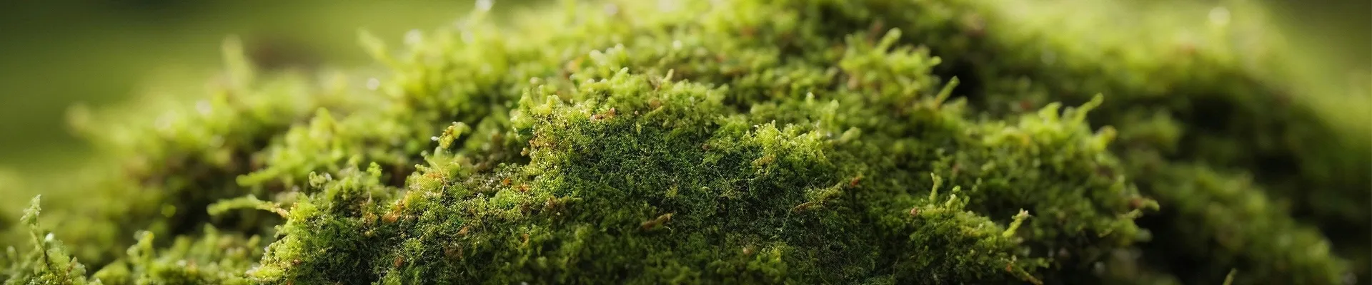 Master Sphagnum Moss Care