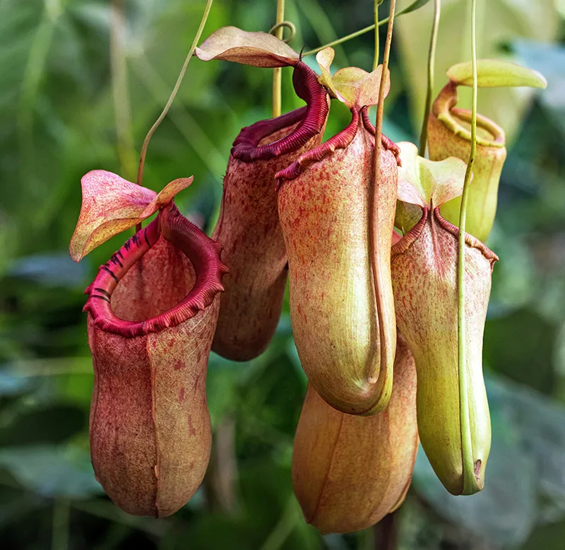 Nepenthes Planting Guide
