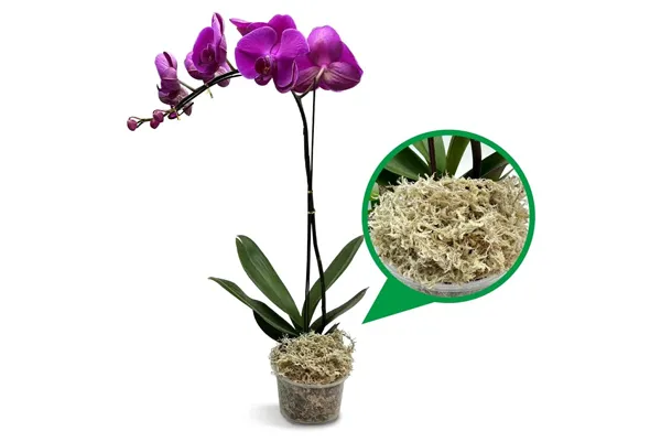 JERWTLU Sphagnum Moss for Plant