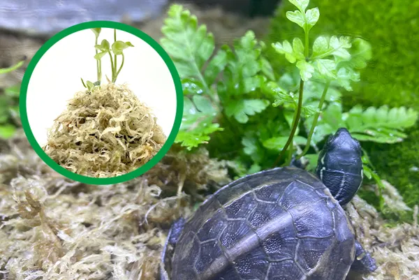 JERWTLU Sphagnum Moss for Reptile