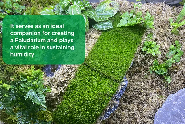 JERWTLU Sphagnum Moss for Terrarium