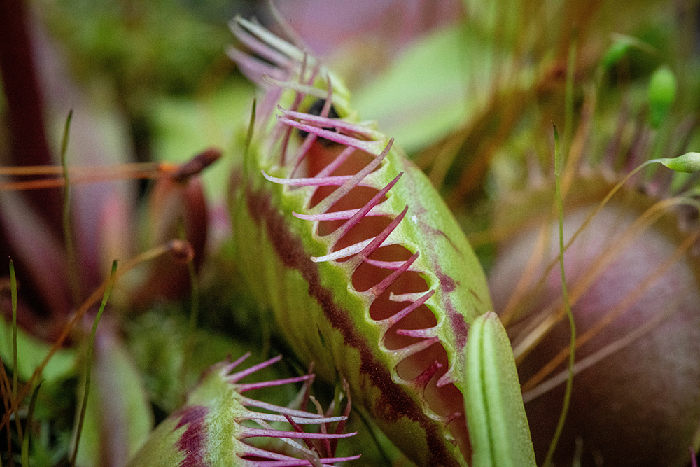 sphagnum-moss-for-venus-flytraps.png