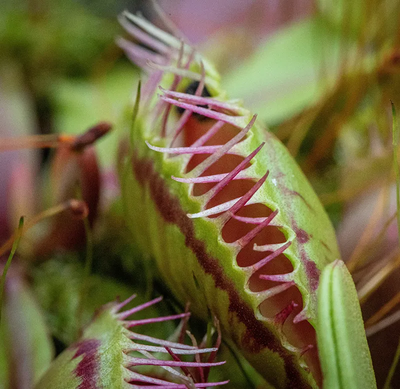 Venus Flytraps and Sphagnum Moss