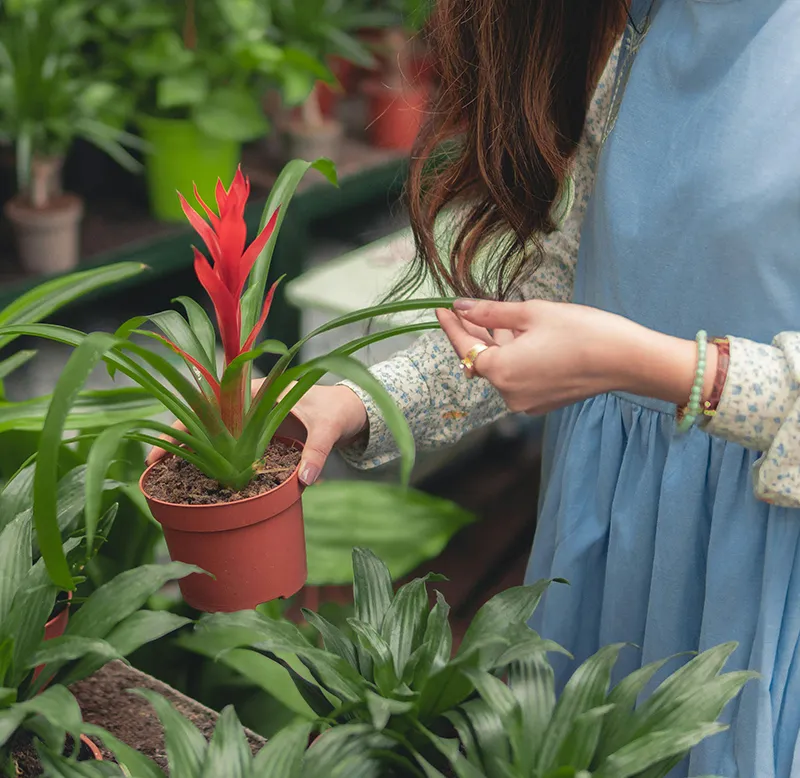 Bromeliad Care Guide