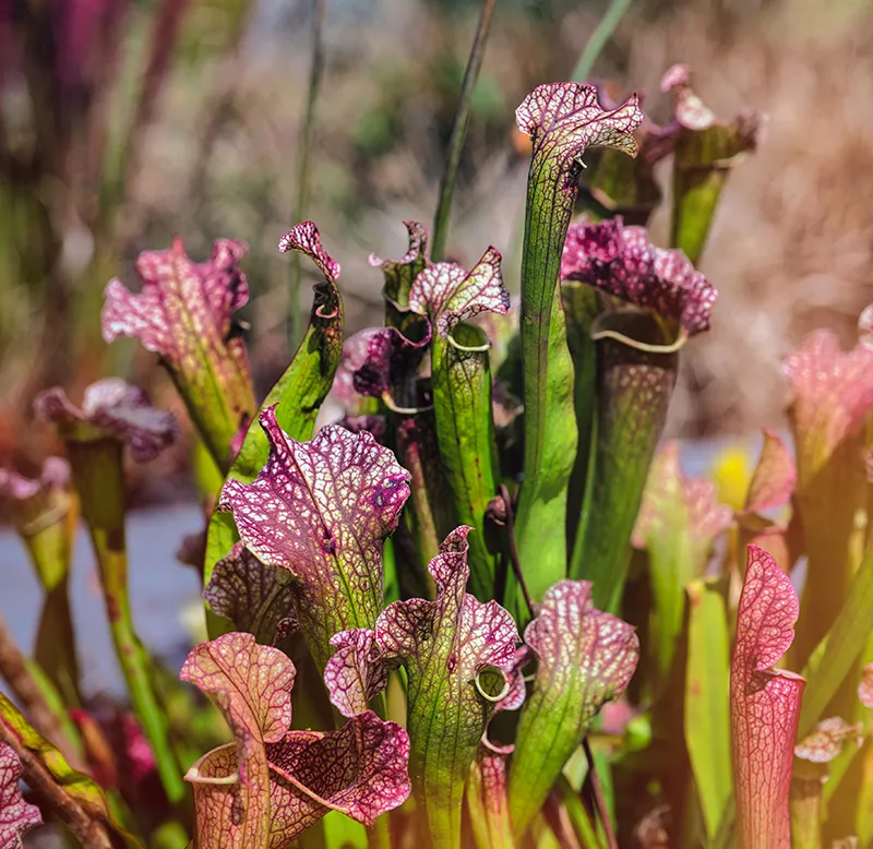 Sarracenia (Pitcher Plant) Comprehensive Cultivation Guide