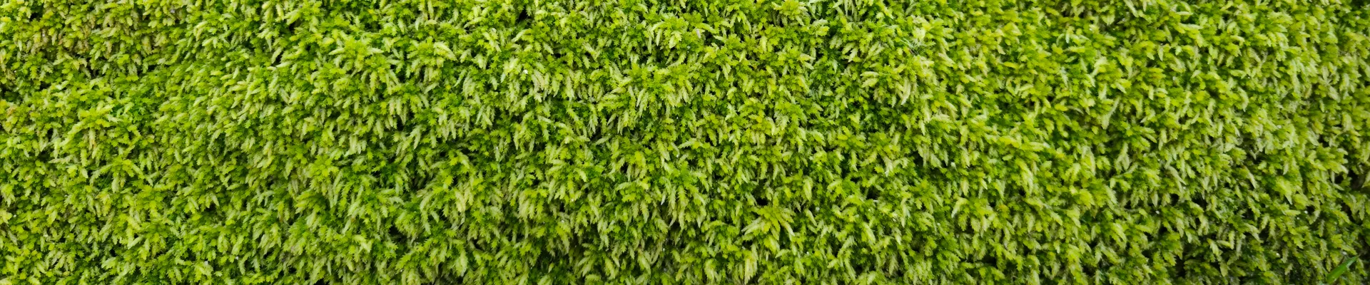 sphagnum moss for air layering