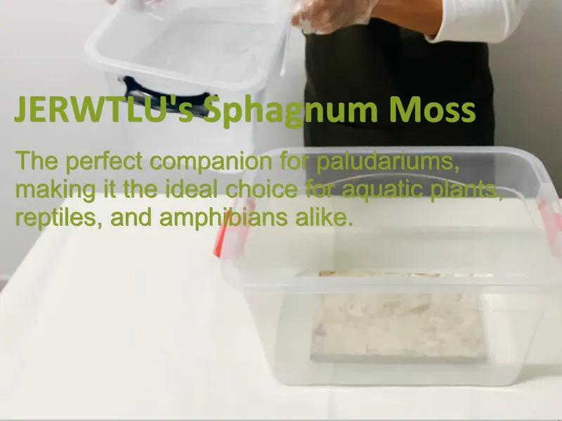 Creating a Bioactive Terrarium with Jerwtlu's Sphagnum Moss A Cozy Habitat for Plants and Reptiles