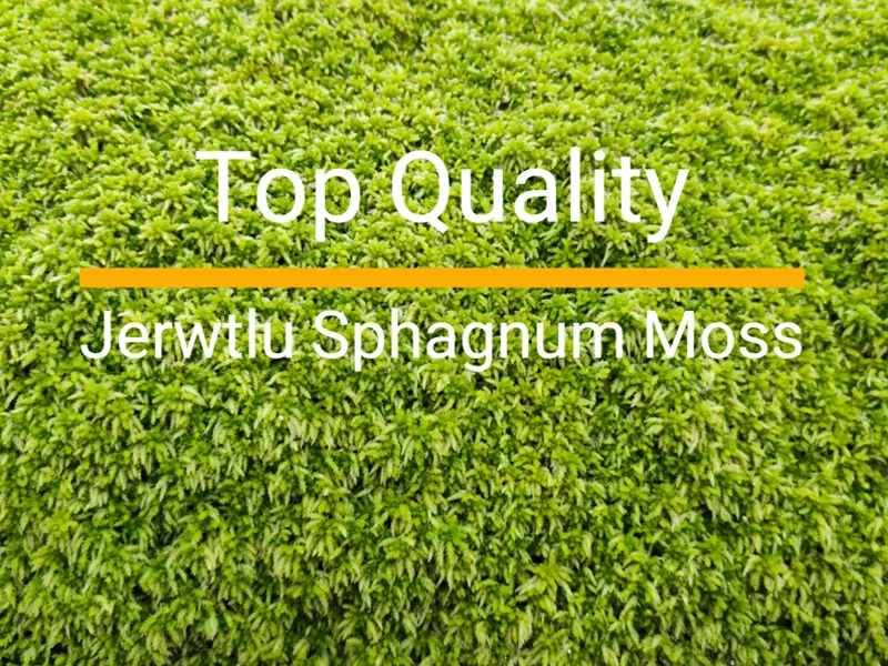 Discovering Jerwtlu's Sphagnum Moss Where It Grows and Its Growth Cycle