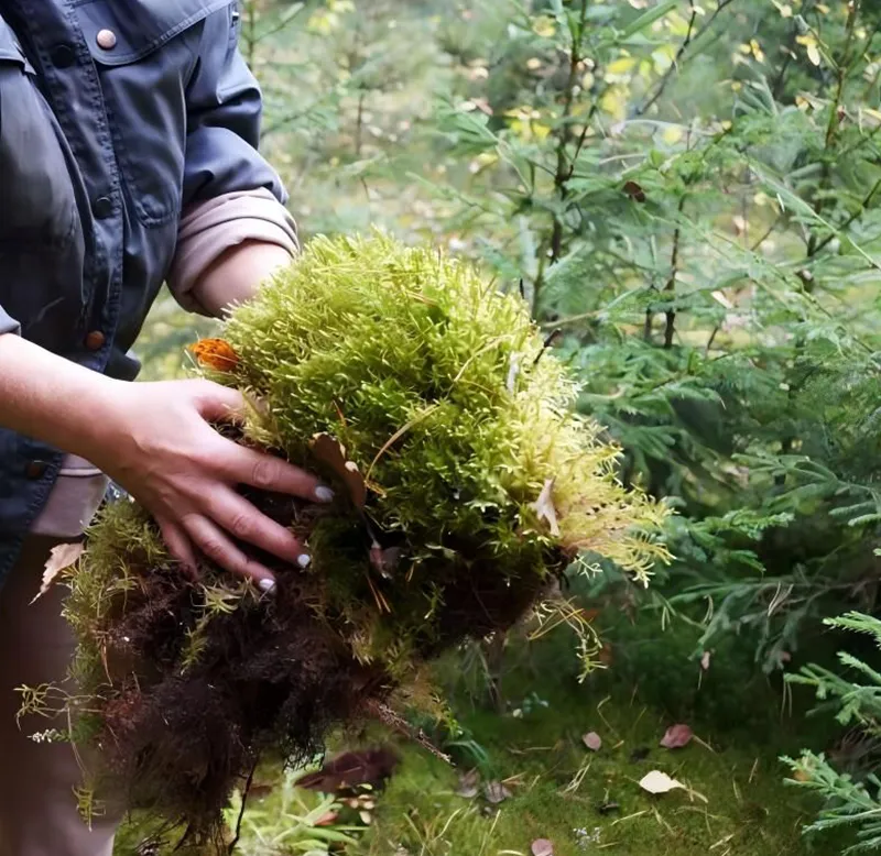 [Production Process] Sphagnum Moss Harvesting
