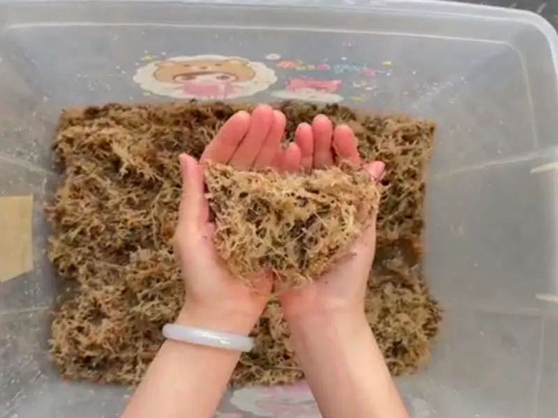 How to Create the Perfect Potting Mix for Orchids with Jerwtlu's Sphagnum Moss