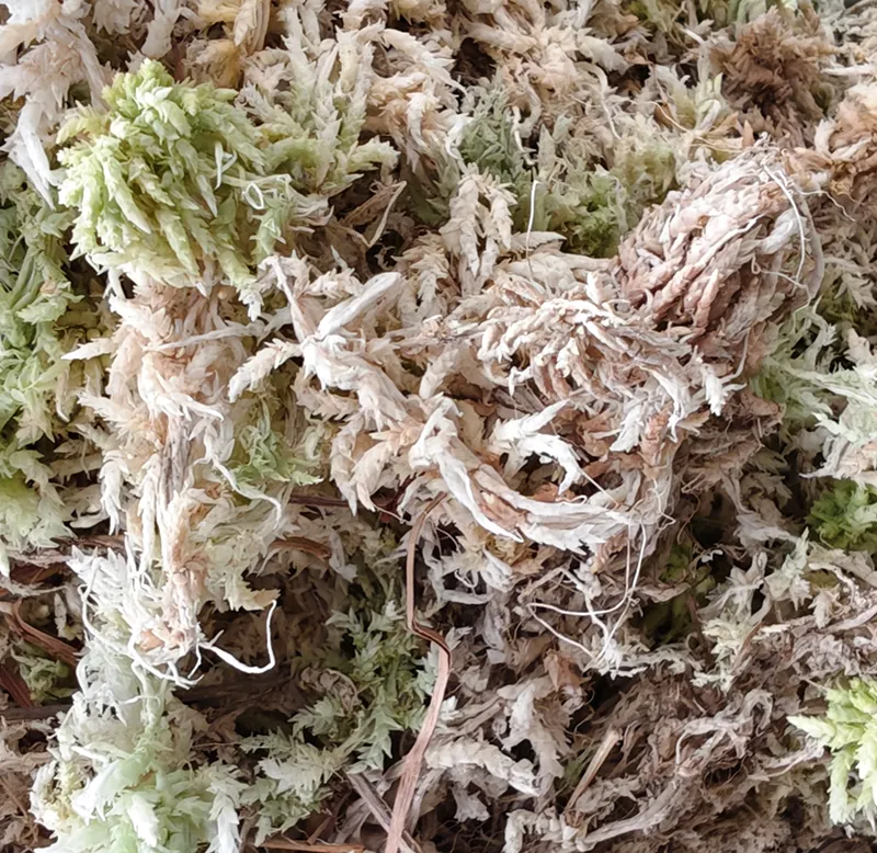 The Unparalleled Quality of Jerwtlu New Zealand Sphagnum Moss