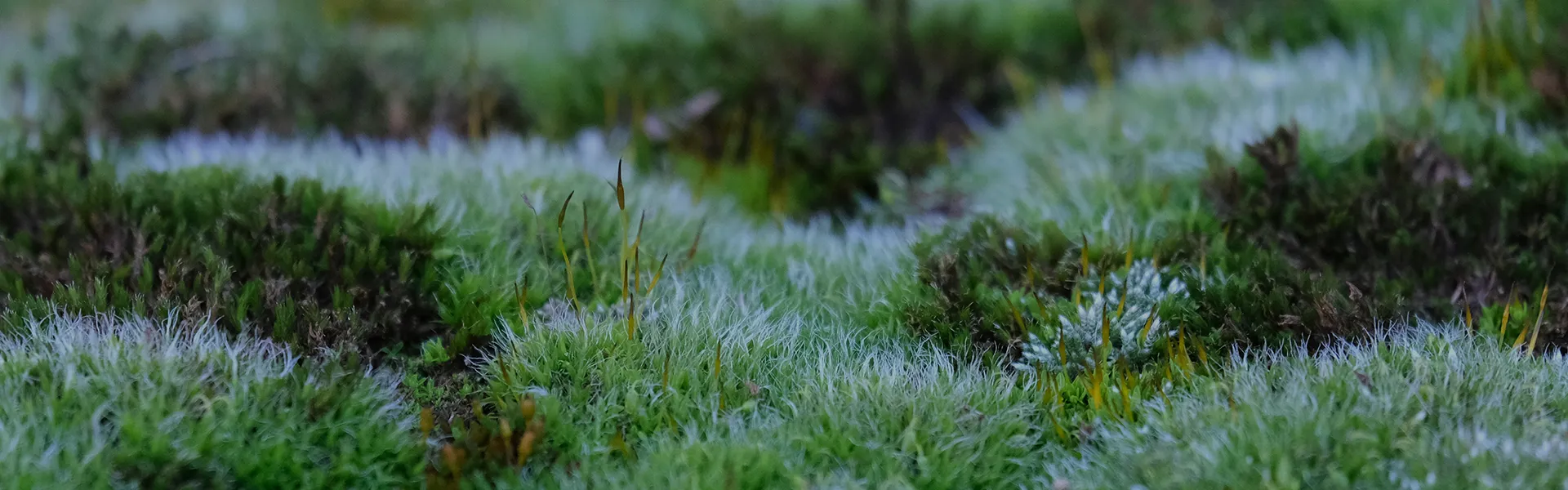 The Multi-Use Solution of Sphagnum Moss