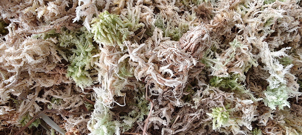 the-unparalleled-quality-of-jerwtlu-new-zealand-sphagnum-moss.png