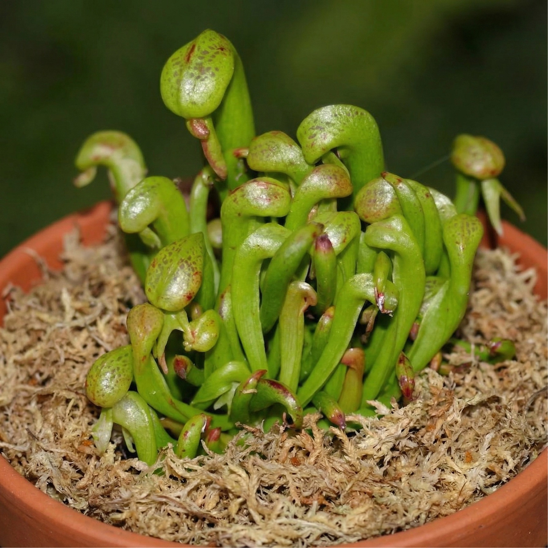 sphagnum moss rooting