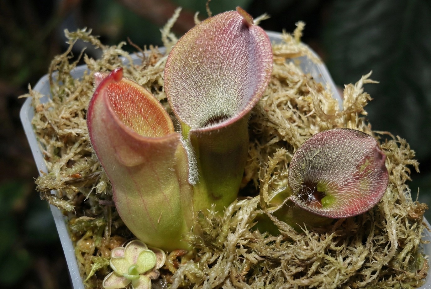 sarracenia sphagnum moss