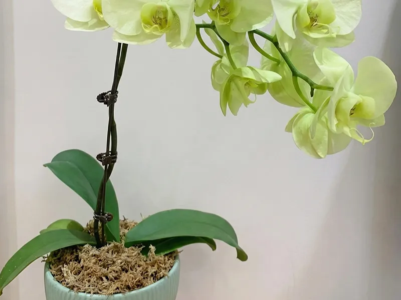 Professional Phalaenopsis Orchid Care Guide