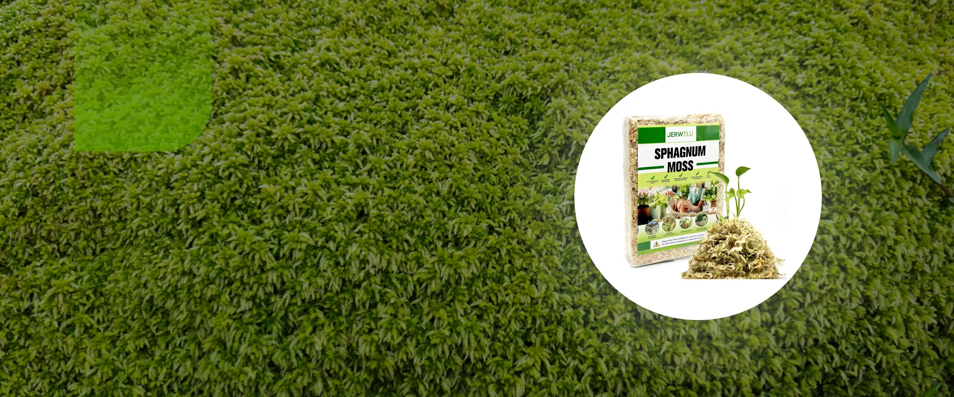 sphagnum moss for sale