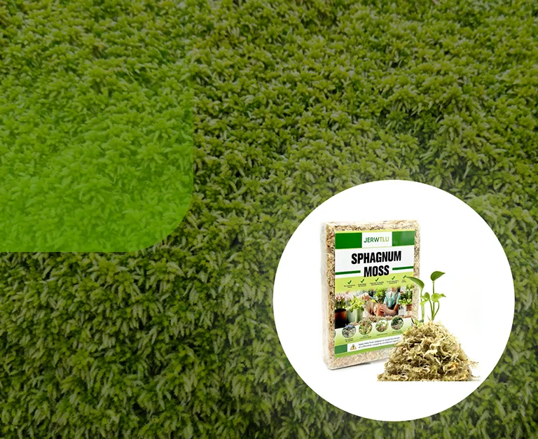 Top 1 Sphagnum Moss Manufacturer