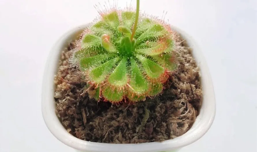 For Carnivorous Plants