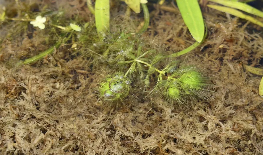 Aldrovanda