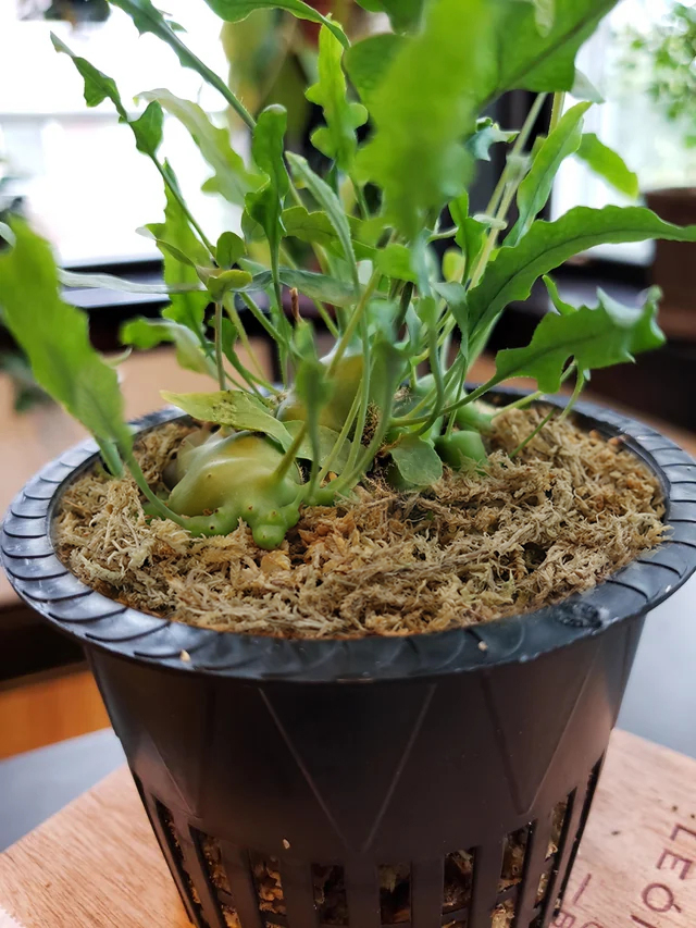 sphagnum moss for indoor plants