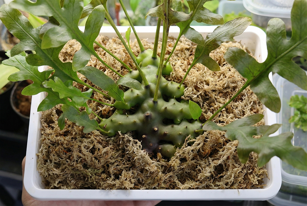 sphagnum moss for indoor plants
