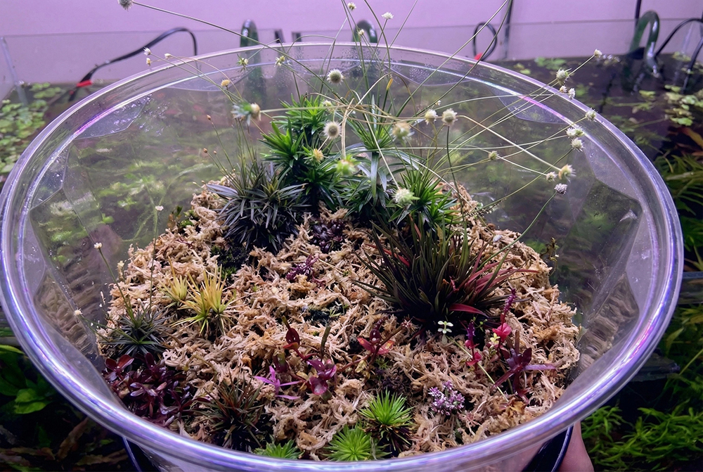 sphagnum moss in water