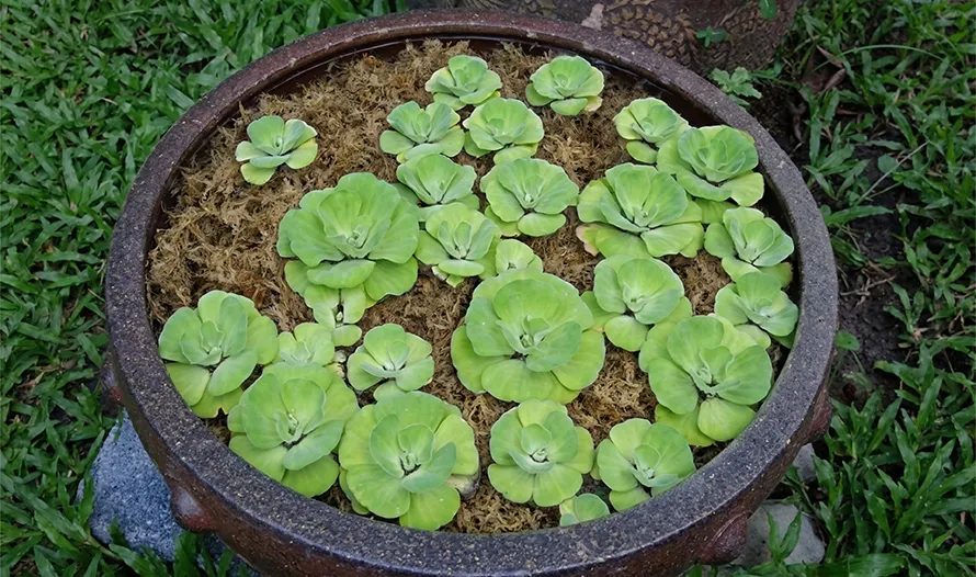 For Companion Plants