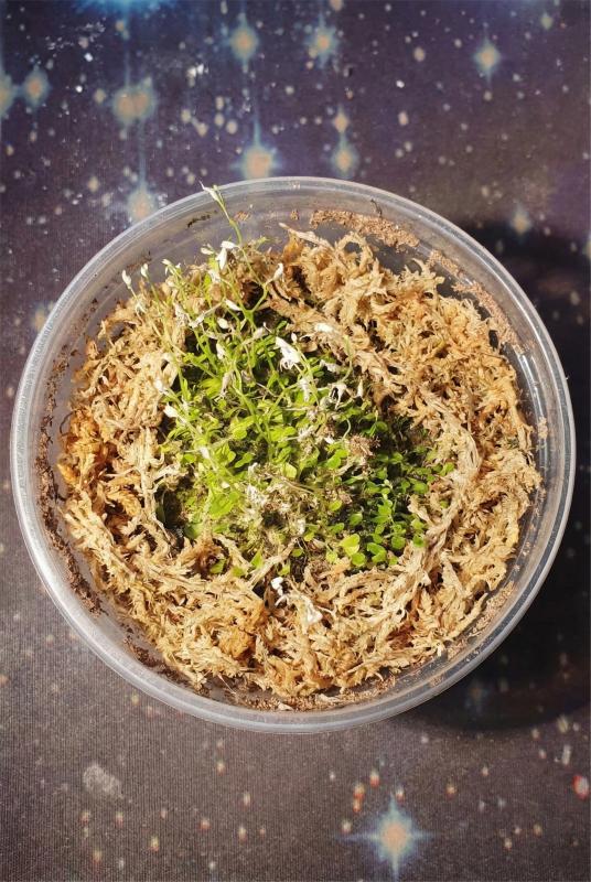 sphagnum moss for plants