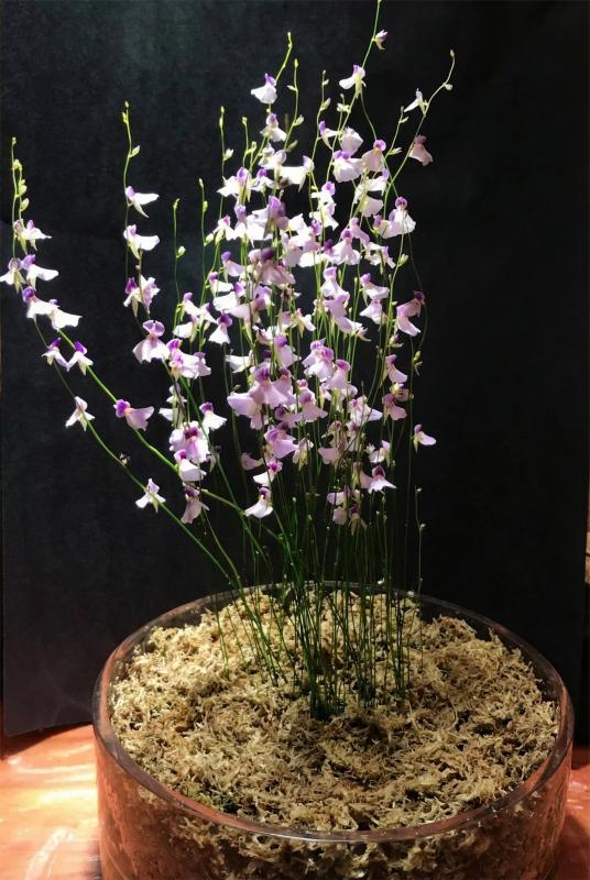 sphagnum moss for plants