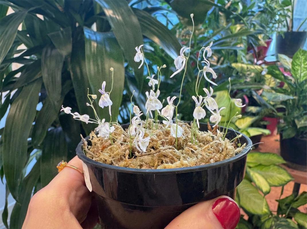 sphagnum moss for plants