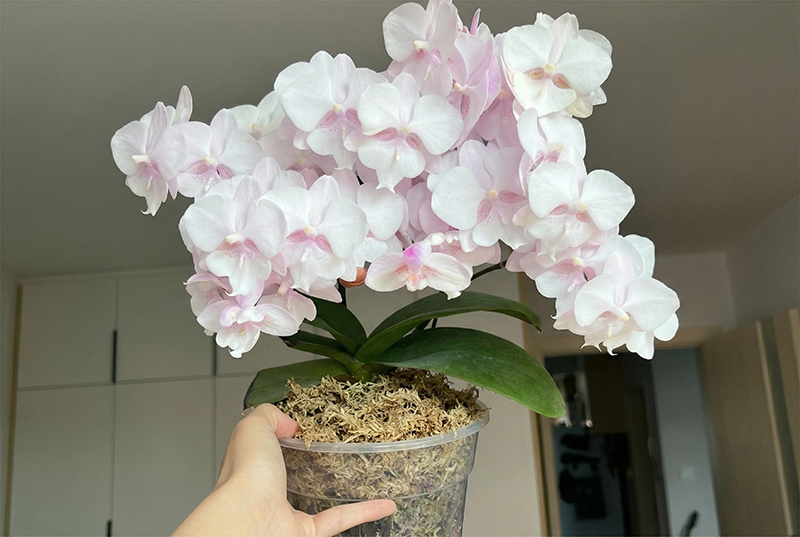 sphagnum moss for orchids