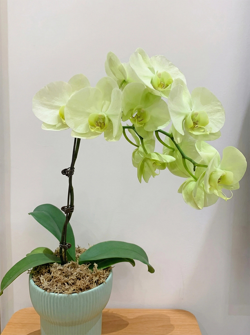 sphagnum moss for orchids