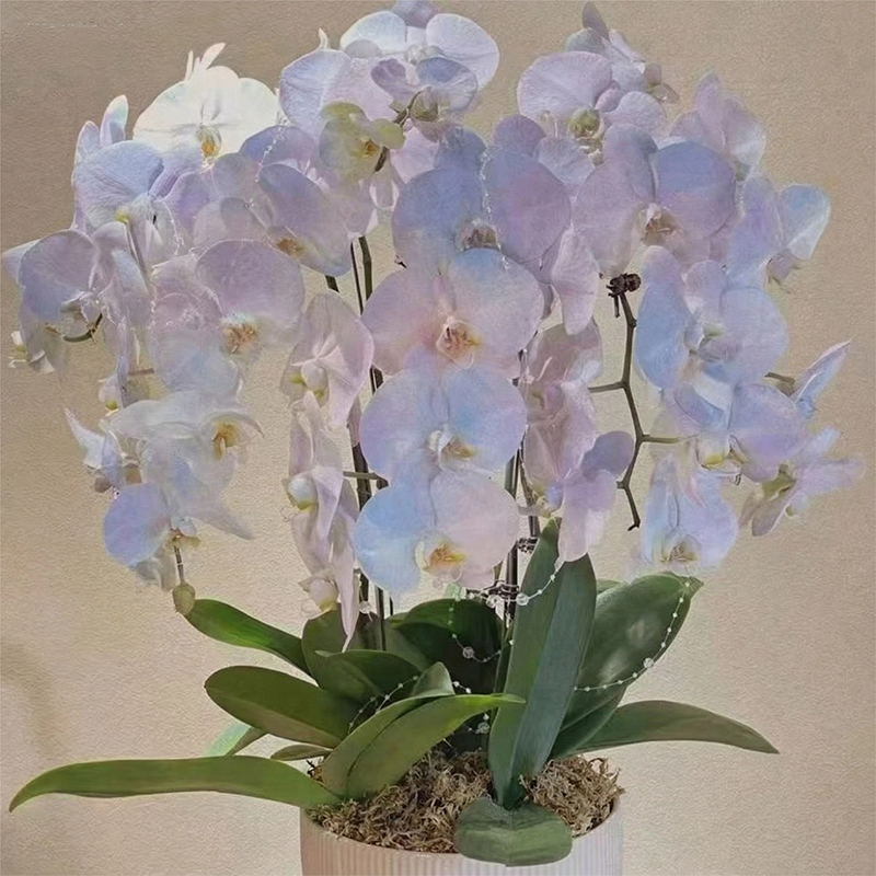 sphagnum moss for orchids