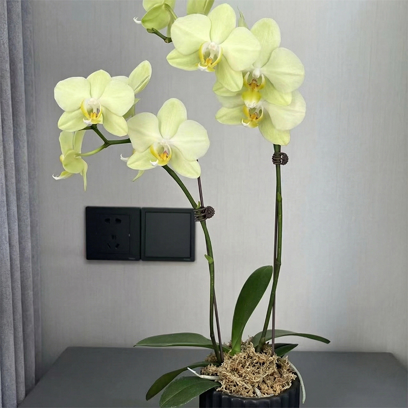 sphagnum moss for orchids