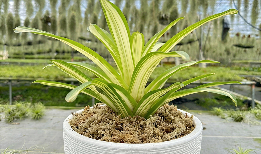 sphagnum moss peat moss