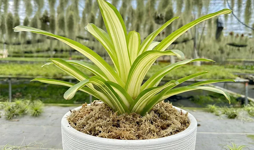 Bromeliads