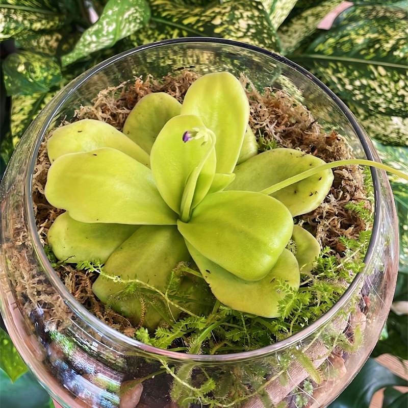 sphagnum moss for plant propagation