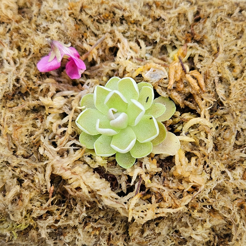 sphagnum moss for plant propagation