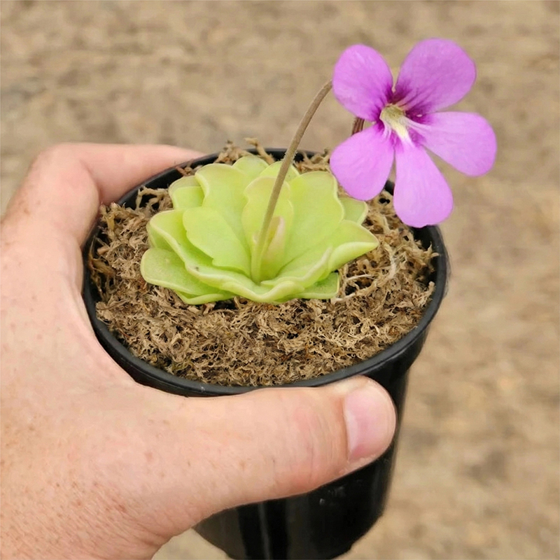 sphagnum moss for plant propagation