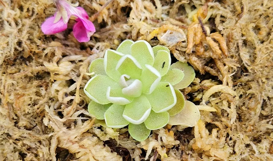 Butterworts