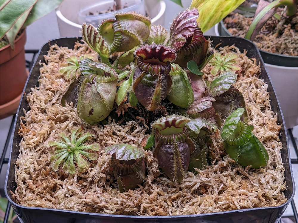 sphagnum moss supplies