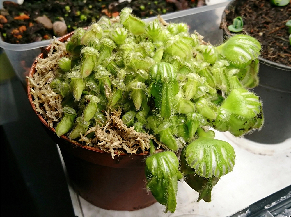 sphagnum moss supplies
