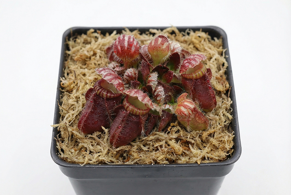sphagnum moss supplies