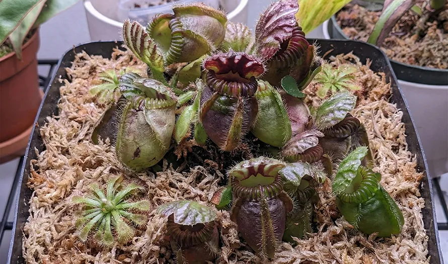 Cephalotus