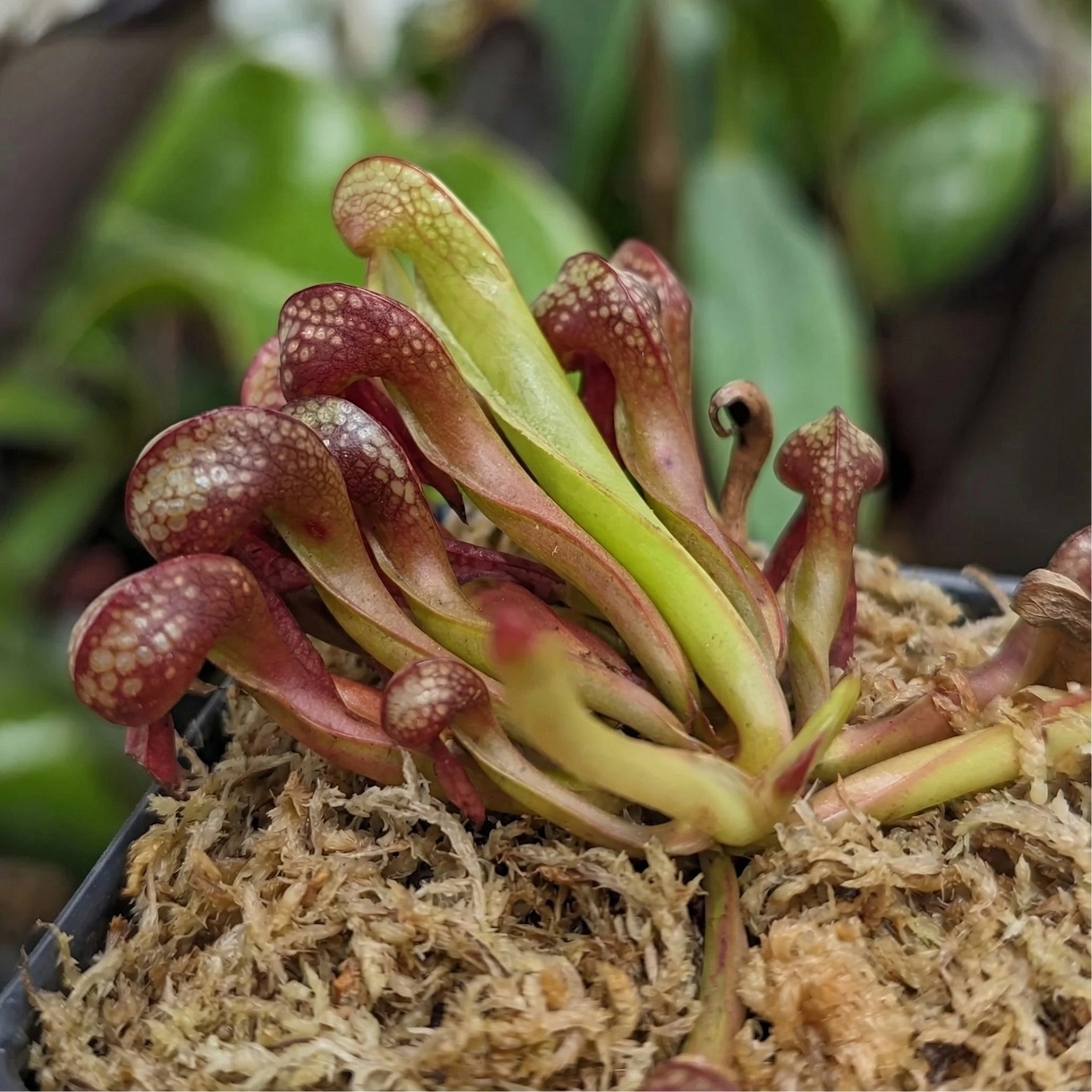 sphagnum moss rooting