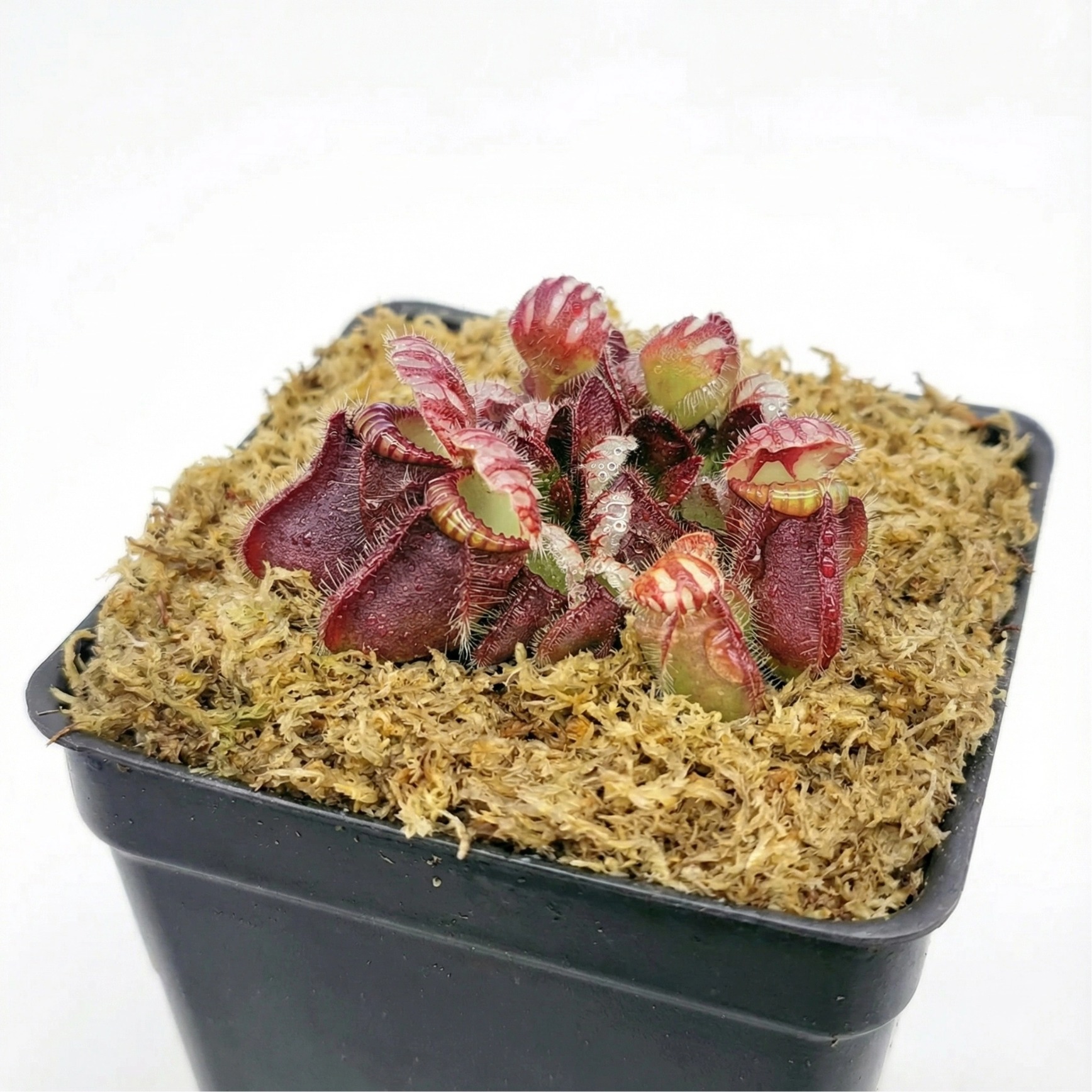 sphagnum moss rooting