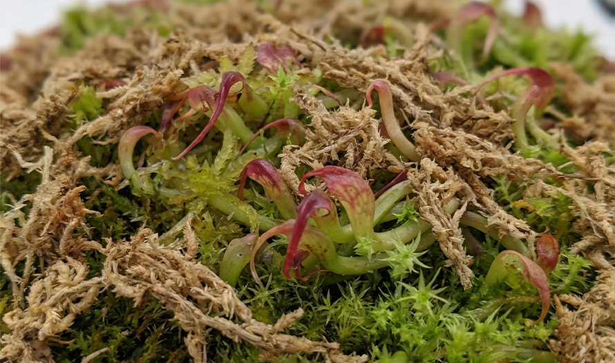 sphagnum moss rooting